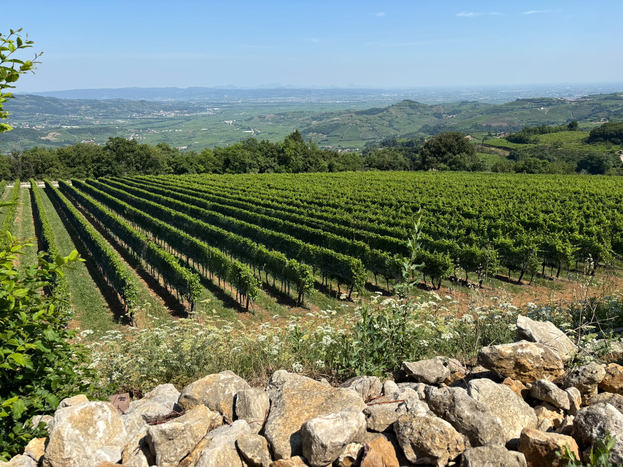 Vineyard view